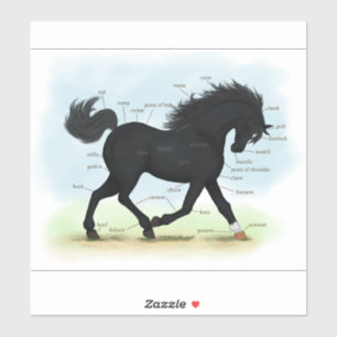 Black Beauty Horse Pony Equestrian Anatomy Chart