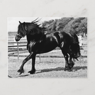 Black Beauty Horse Postcard
