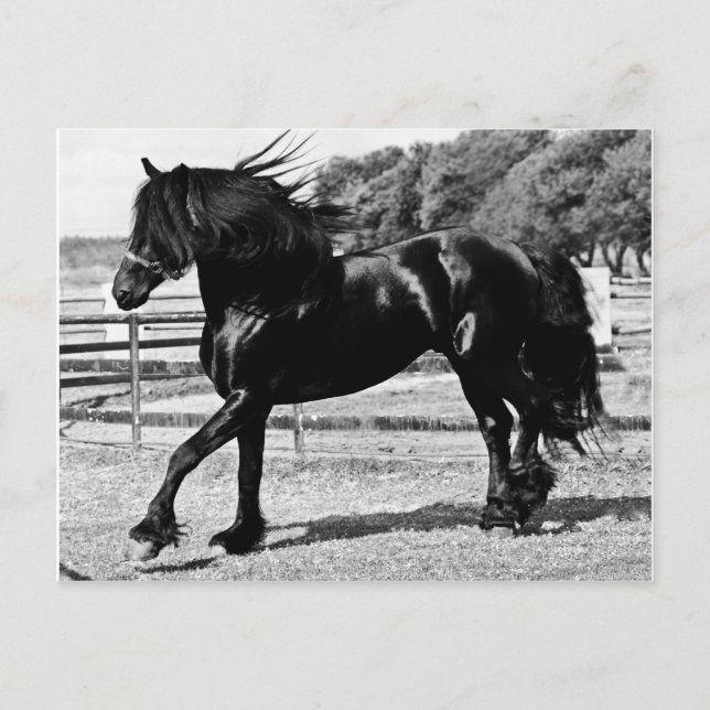 Black Beauty Horse Postcard (Front)