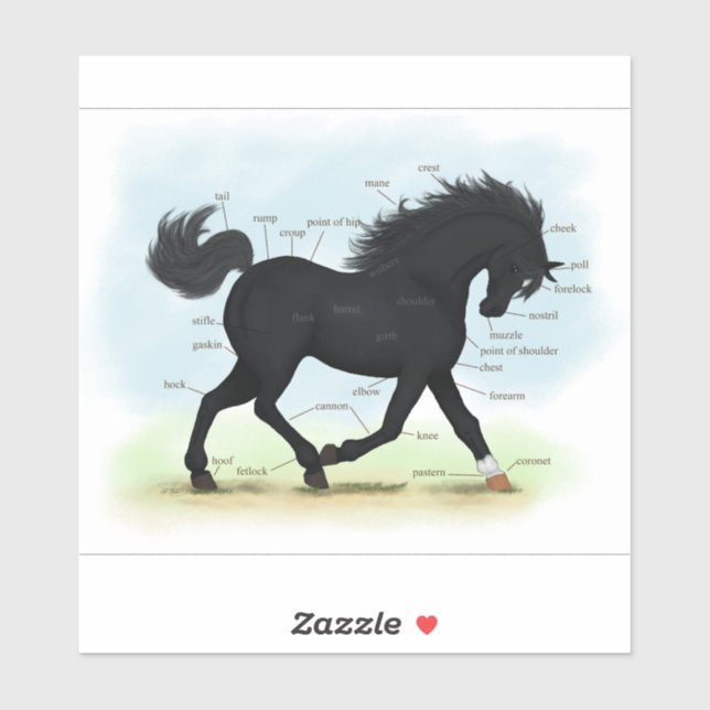 Black Beauty Parts of the Horse Anatomy Chart (Sheet)