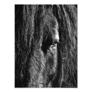 Black Beauty - Photo Enlargement