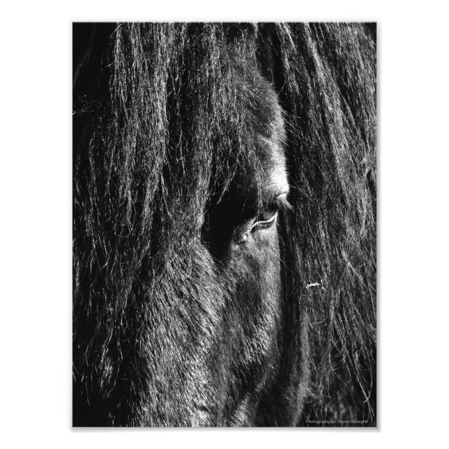 Black Beauty - Photo Enlargement Print (Front)