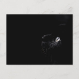 Black beauty - Postcard