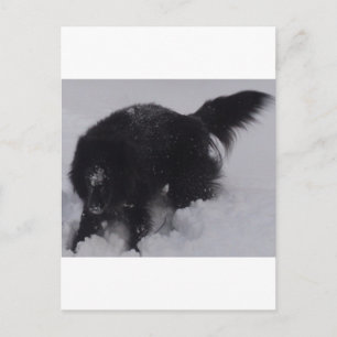 Black Belgian Shepherd in the Snow Postcard