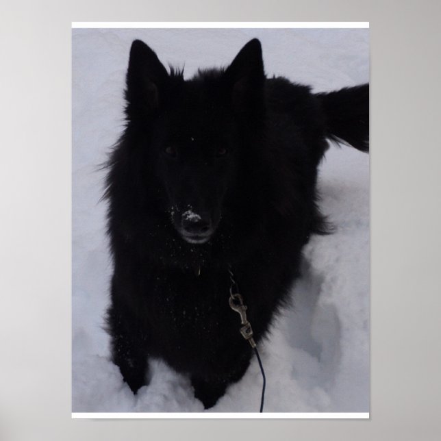 Black Belgian Shepherd in the Snow Poster (Front)