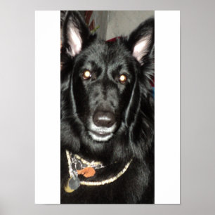 Black Belgian Shepherd Poster