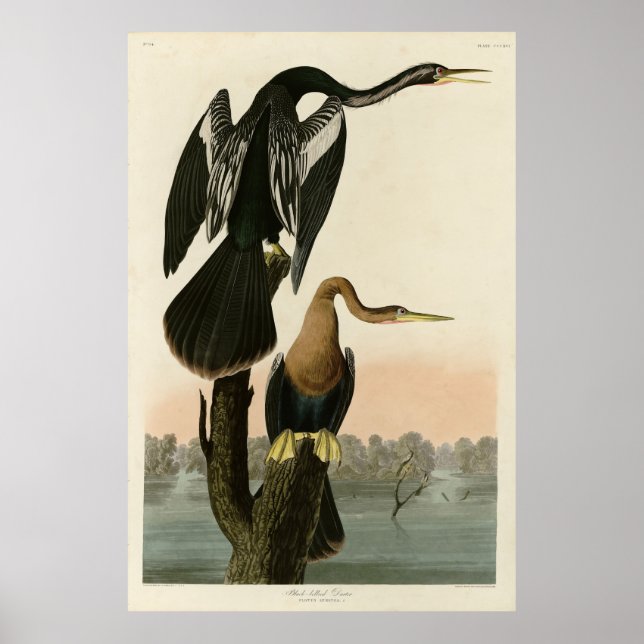 Black-bellied Darter from Audubon Birds of America Poster (Front)