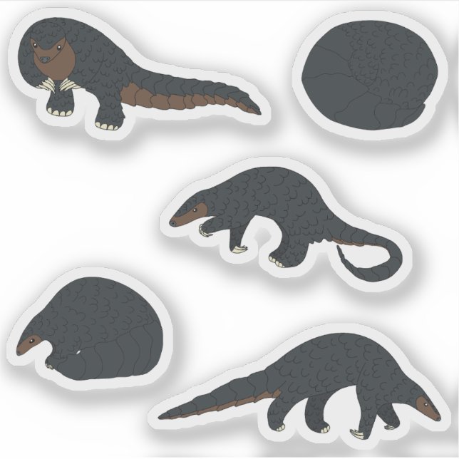 Black bellied Pangolins (Front)