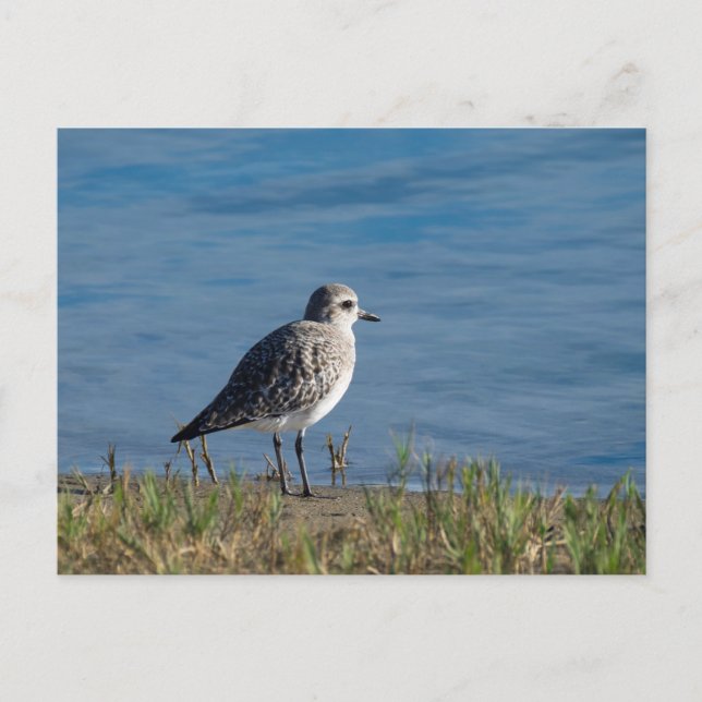 Black-Bellied Plover Postcard (Front)