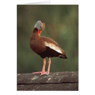 Black-bellied Whistling Duck