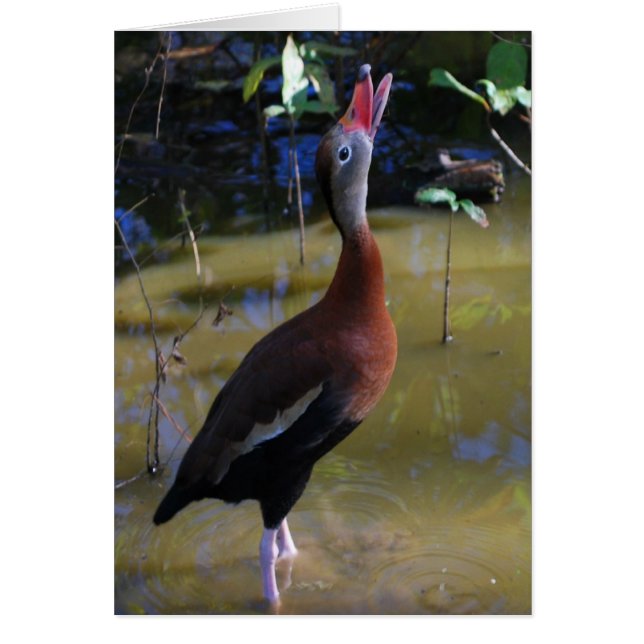 Black-bellied Whistling Duck Card (Front)