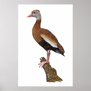 Black-bellied Whistling-duck Print