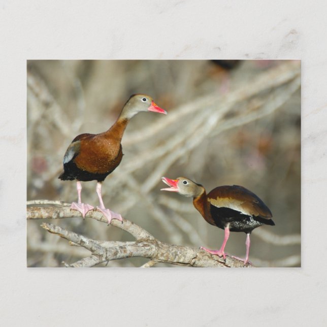 Black-bellied Whistling-Ducks Postcard (Front)