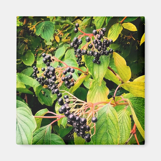 Black berries magnet (Front)