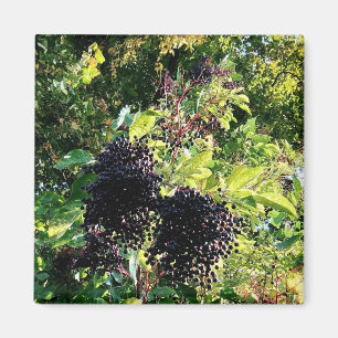 Black berries magnet
