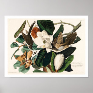 Black-billed Cuckoo by Audubon Poster