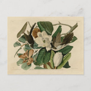 Black-billed Cuckoo Postcard