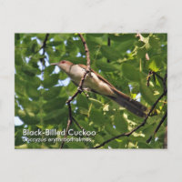 Black-Billed Cuckoo Postcard