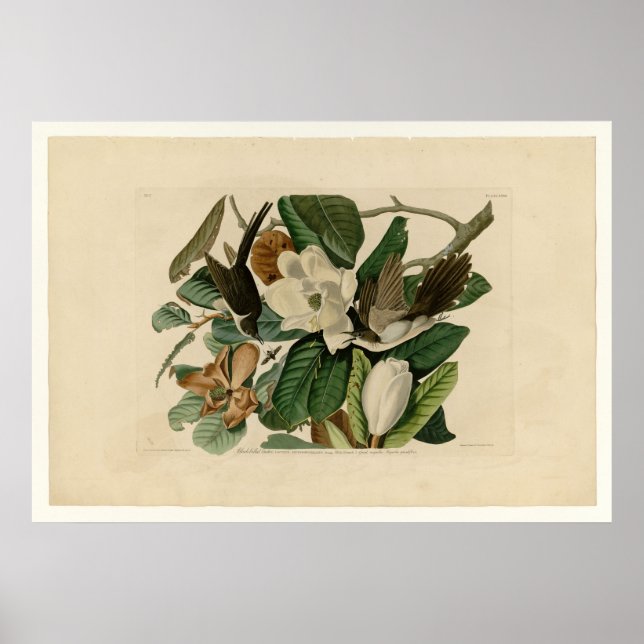 Black-billed Cuckoo Poster (Front)