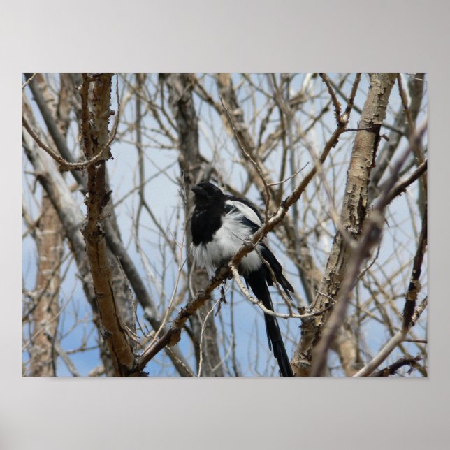 Black-billed Magpie, Colorado Poster (Front)