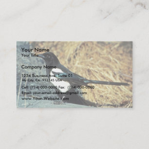 Black-billed magpie stands on rock business card