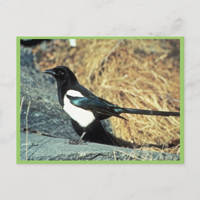 Black-billed magpie stands on rock postcard (Front)