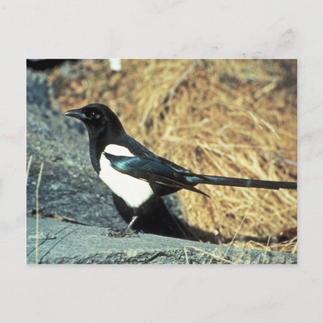 Black-billed magpie stands on rock postcard (Front)