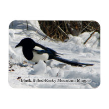 Black Billed Rocky Mountain Magpie magnet