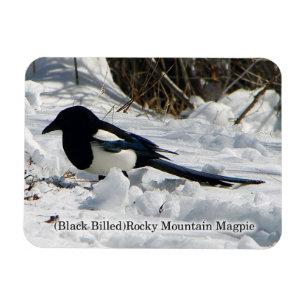Black Billed Rocky Mountain Magpie magnet