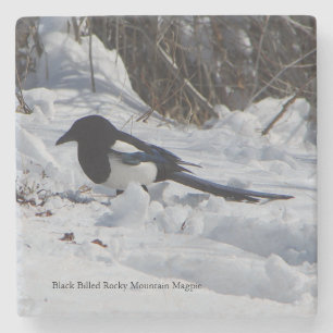 Black Billed Rocky Mountain Magpie stone coaster