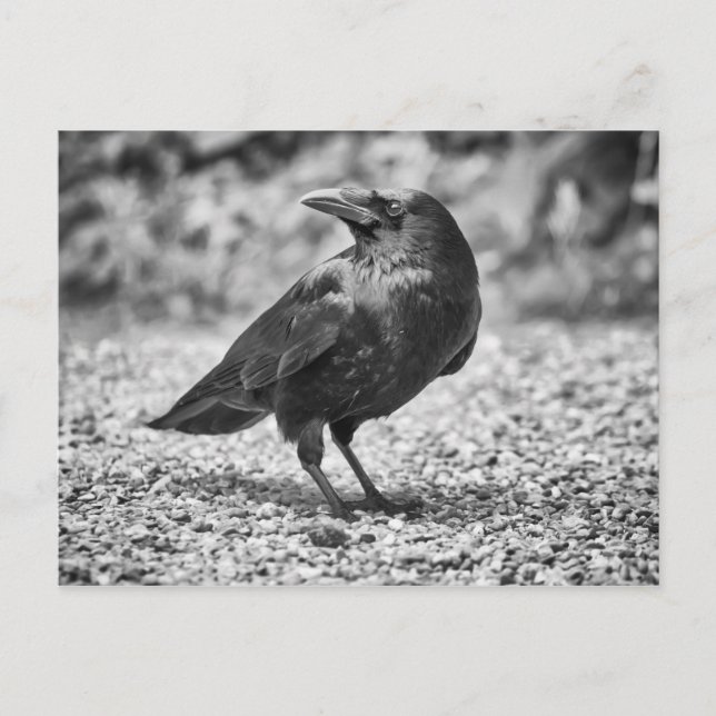 Black bird, crow, on the rocks postcard (Front)