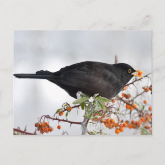 Black bird hunting for berry postcard