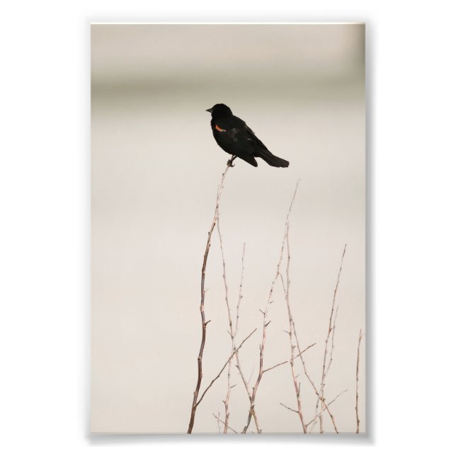 Black Bird On Barren Branch  Photo Print (Front)