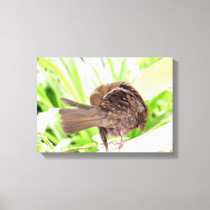 Black Bird Preening Canvas Print