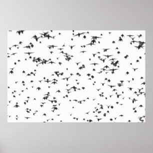 BLACK BIRDS FLYING ON SKY POSTER