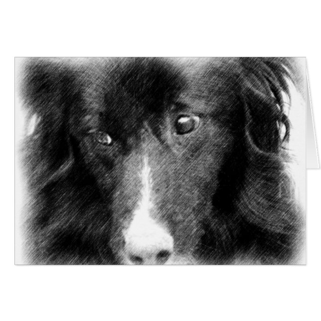 Black Border Collie Animal Art Card (Front Horizontal)