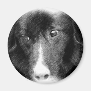 Black Border Collie Animal Art Magnet