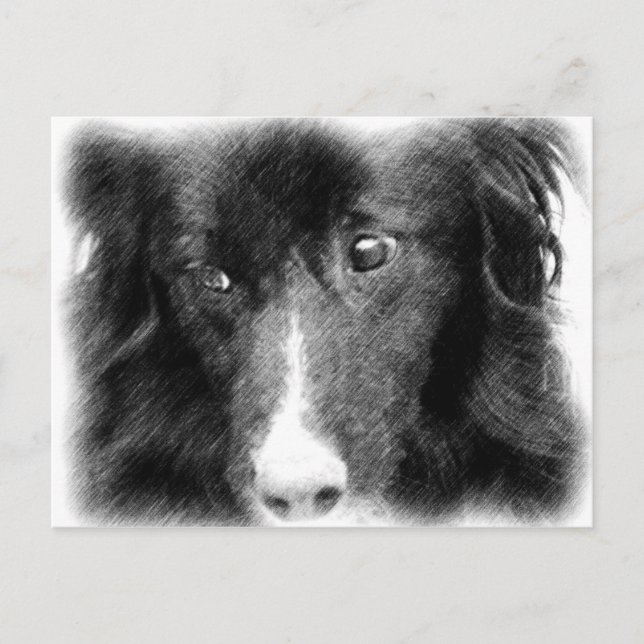 Black Border Collie Animal Art Postcard (Front)