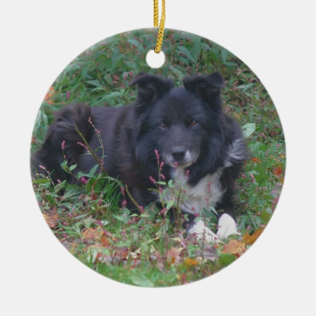 Black Border Collie Cute Dog Ornament (Front)