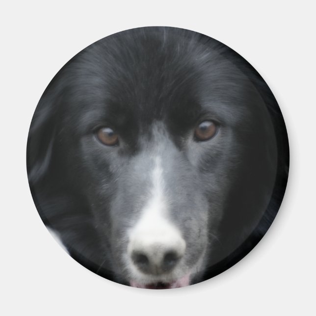 Black Border Collie Face Dog Magnet (Front)