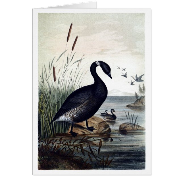 Black brant (Front)