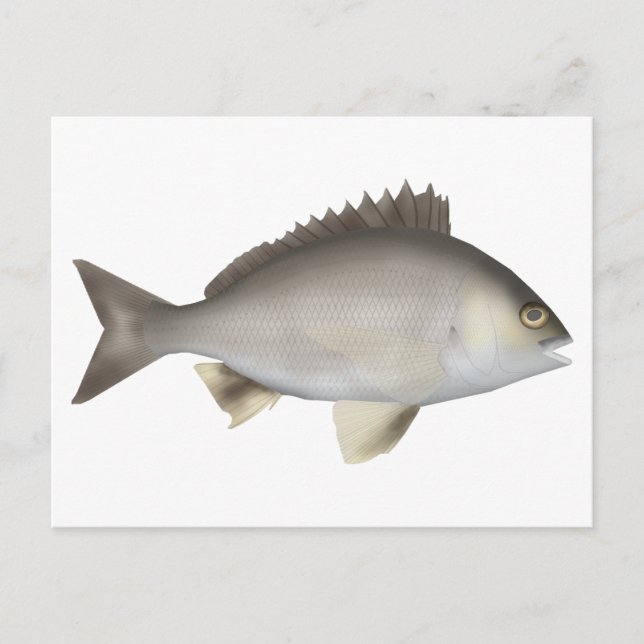 Black Bream Postcard (Front)