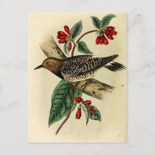 Black Breasted Woodpecker Postcard