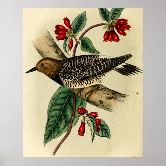 Black Breasted Woodpecker Poster (Front)