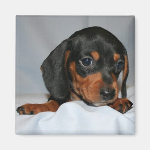 Black/Brown Dachshund Pup Magnet
