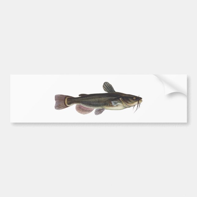 Black Bullhead Catfish Art Bumper Sticker (Front)
