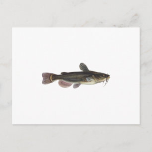 Black Bullhead Catfish Art Postcard