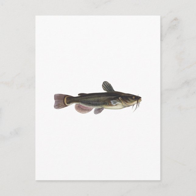 Black Bullhead Catfish Art Postcard (Front)