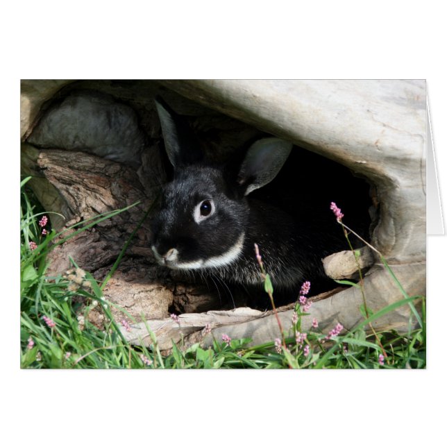 Black Bunny (Front Horizontal)