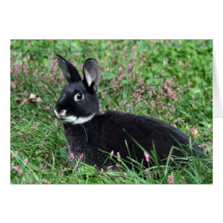Black bunny in grass